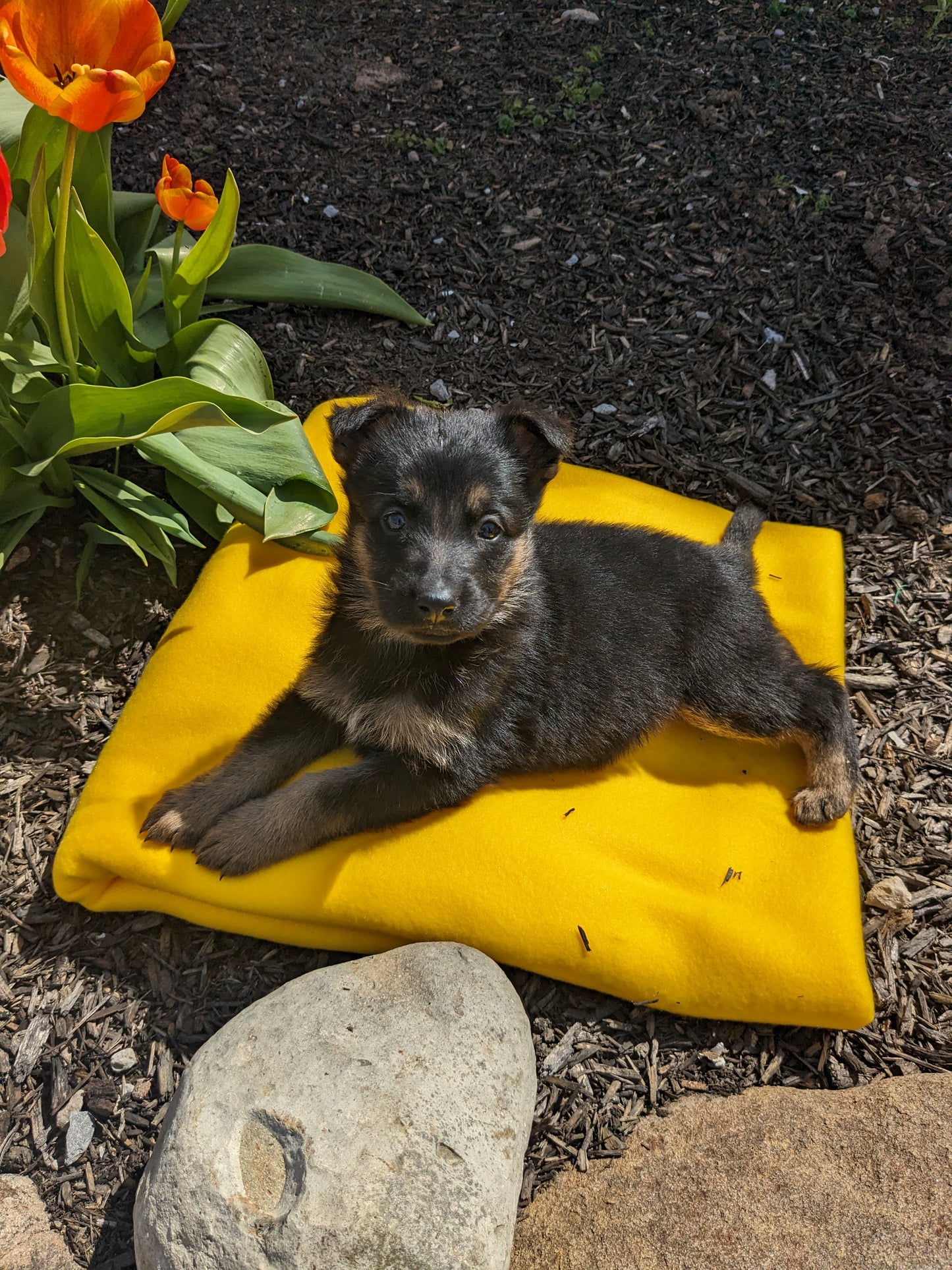 GERMAN SHEPHERD (03/15) MALE