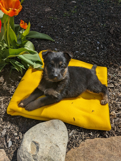 GERMAN SHEPHERD (03/15) MALE