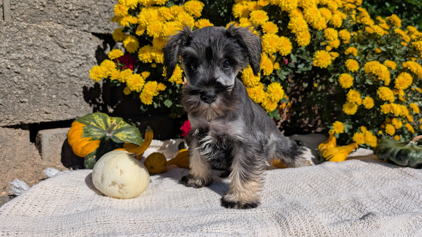 MINI SCHNAUZER (08/06) FEMALE
