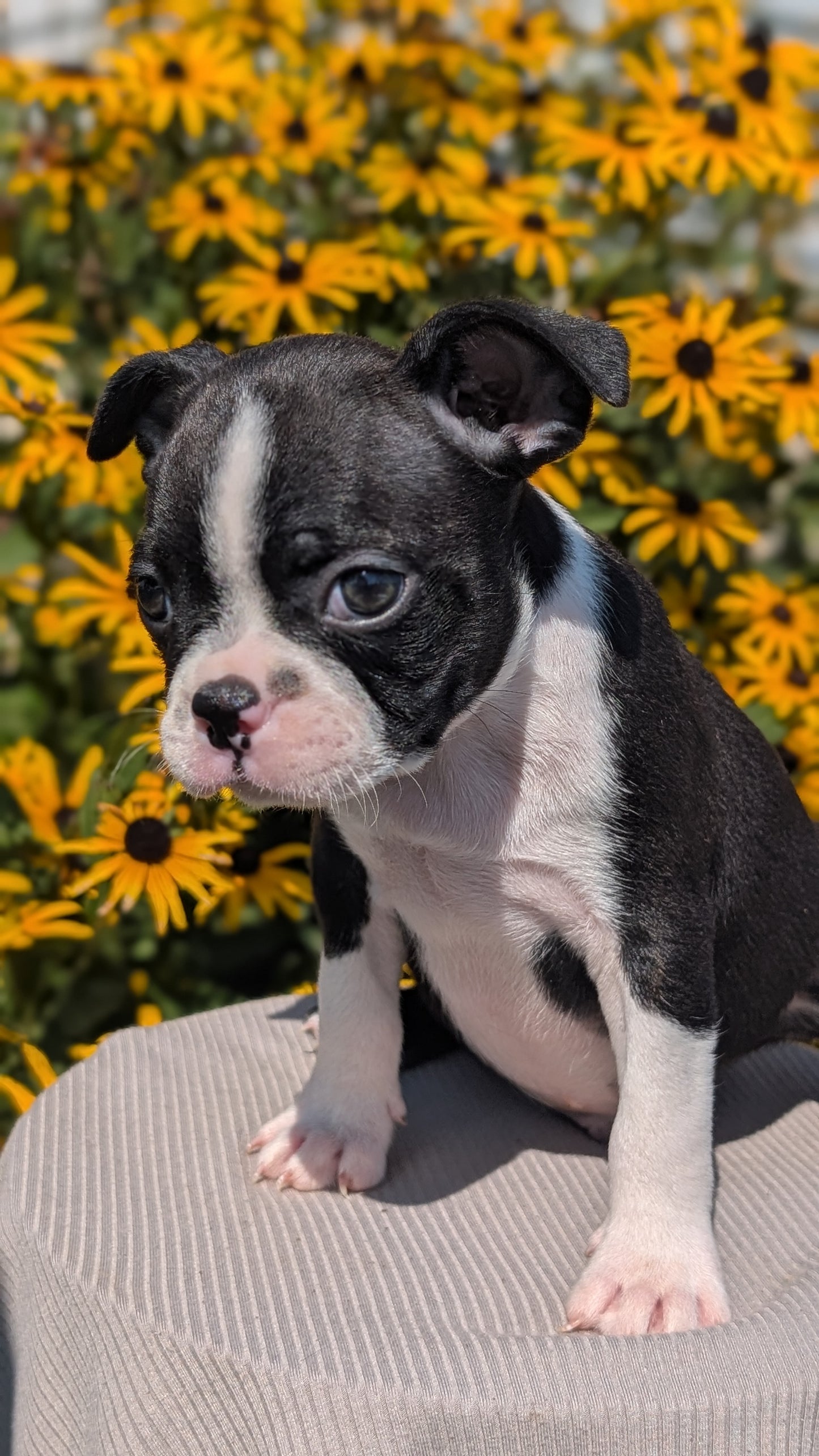 BOSTON TERRIER (JUL 11) 4 FEMALES/4 MALES