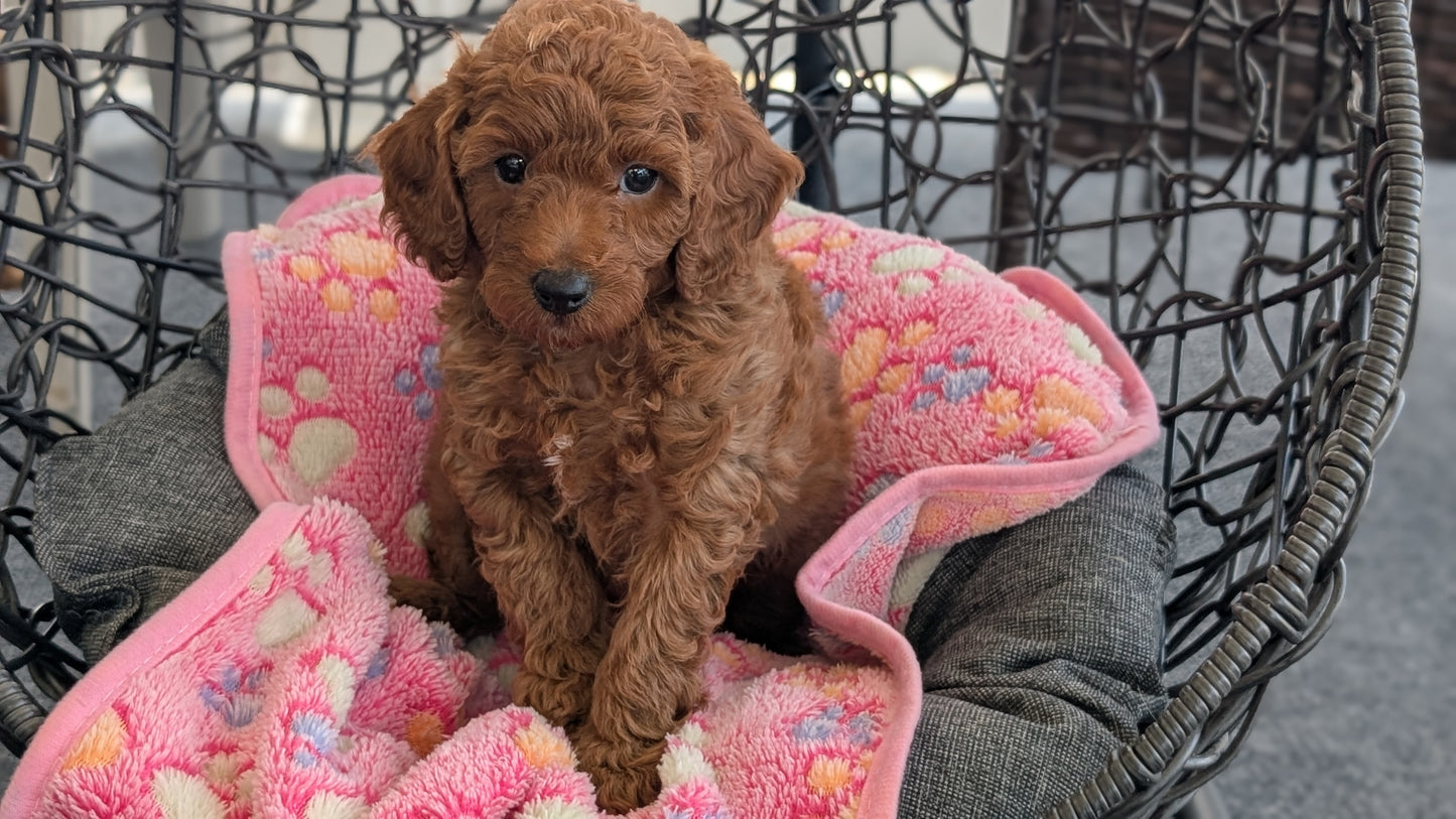 TOY POODLE (JUN 22) MALES