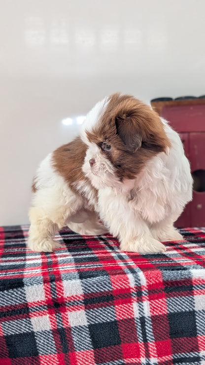 SHIH TZU (DEC 10) MALES