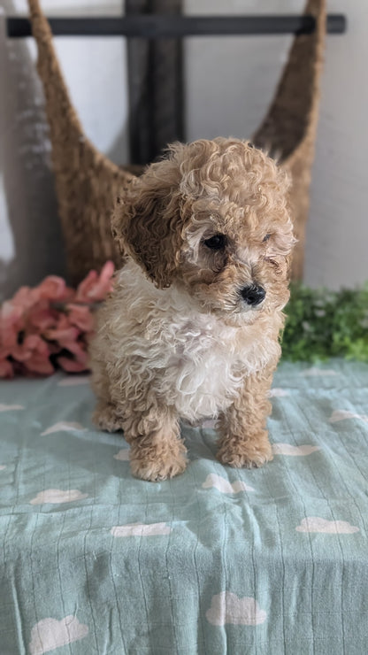 MINI POODLE (DEC 04) MALES