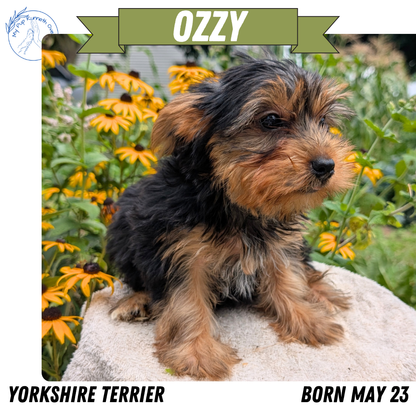 YORKSHIRE TERRIER (05/23) MALE