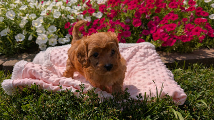 CAVAPOO (06/19) FEMALE