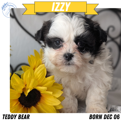 TEDDY BEAR (DEC 06) FEMALES