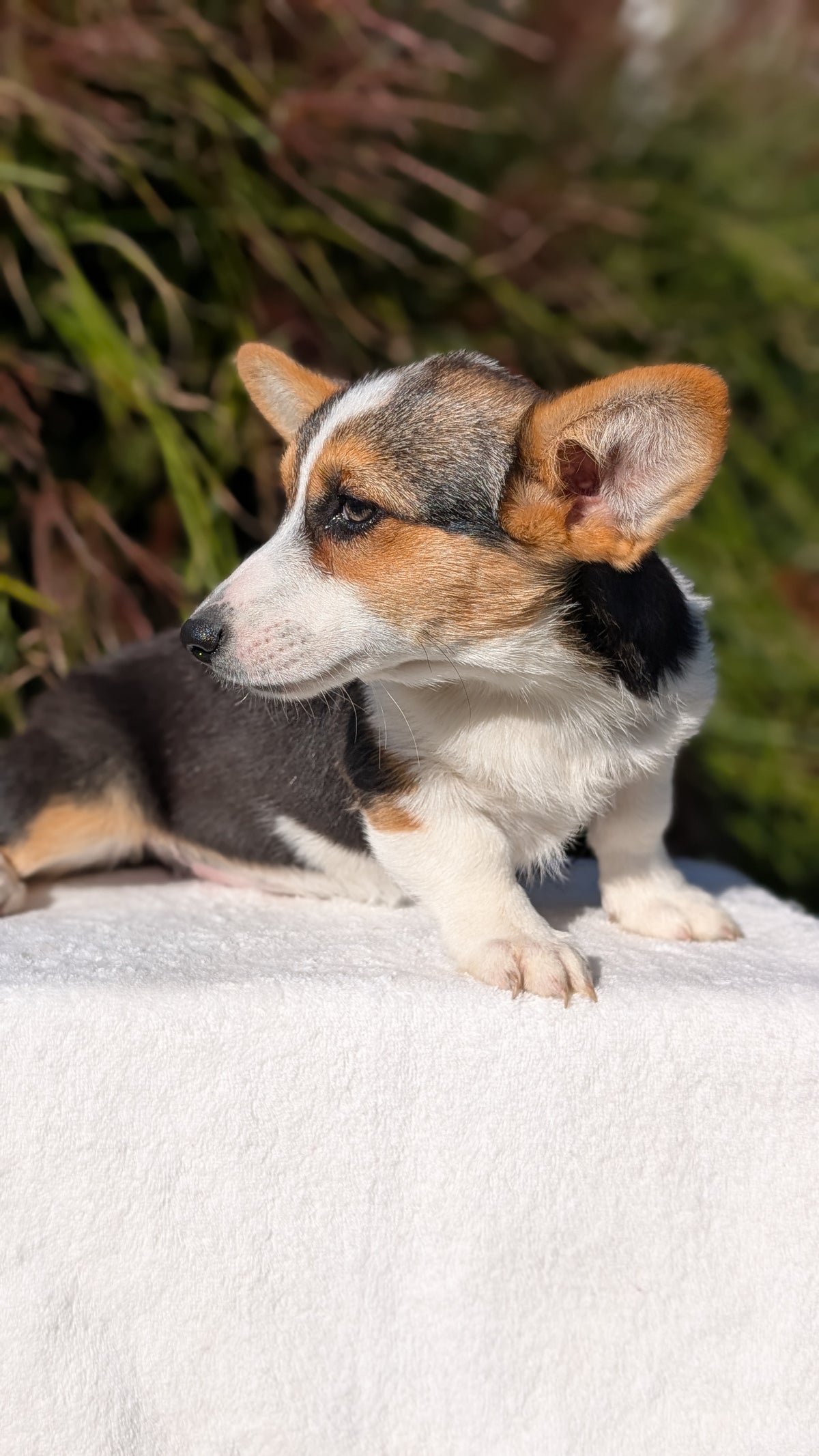 CORGI (JUN 08) FEMALES