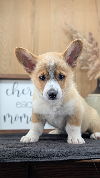 CORGI (JUL 13) 2 FEMALES/3 MALES