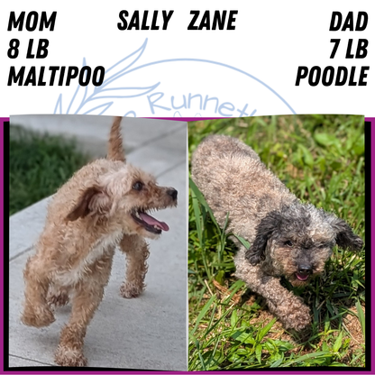 MALTIPOO (JUN 11) FEMALE