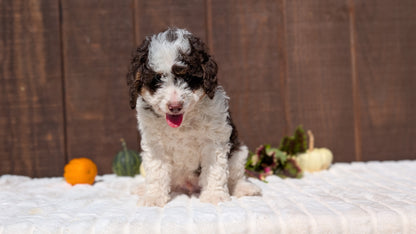 MINI BERNEDOODLE (08/06) MALE