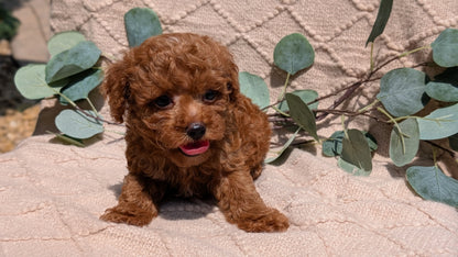 COCKAPOO (05/31) MALE