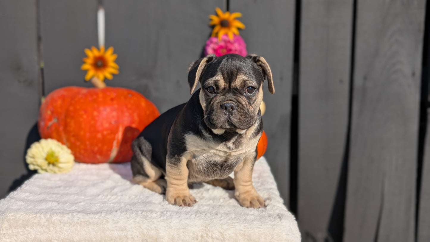 FRENCH BULLDOG (07/08) MALE
