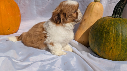 SHIH TZU (07/18) MALE