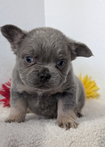 FRENCH BULLDOG (FEB 21) MALES