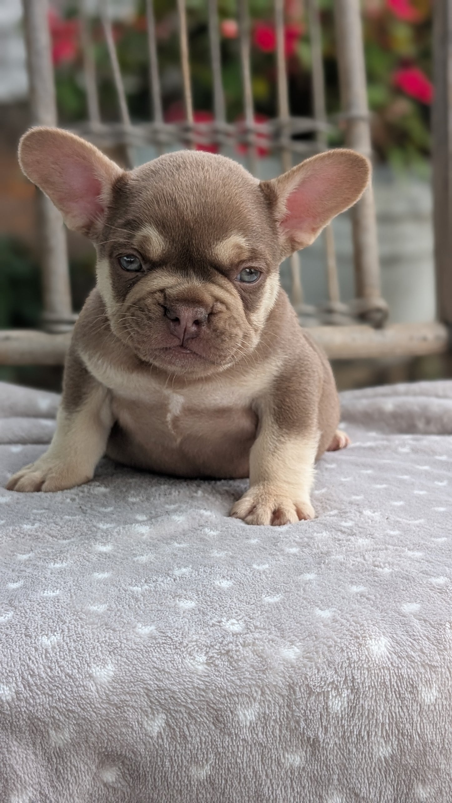 FRENCH BULLDOG (07/11) MALE