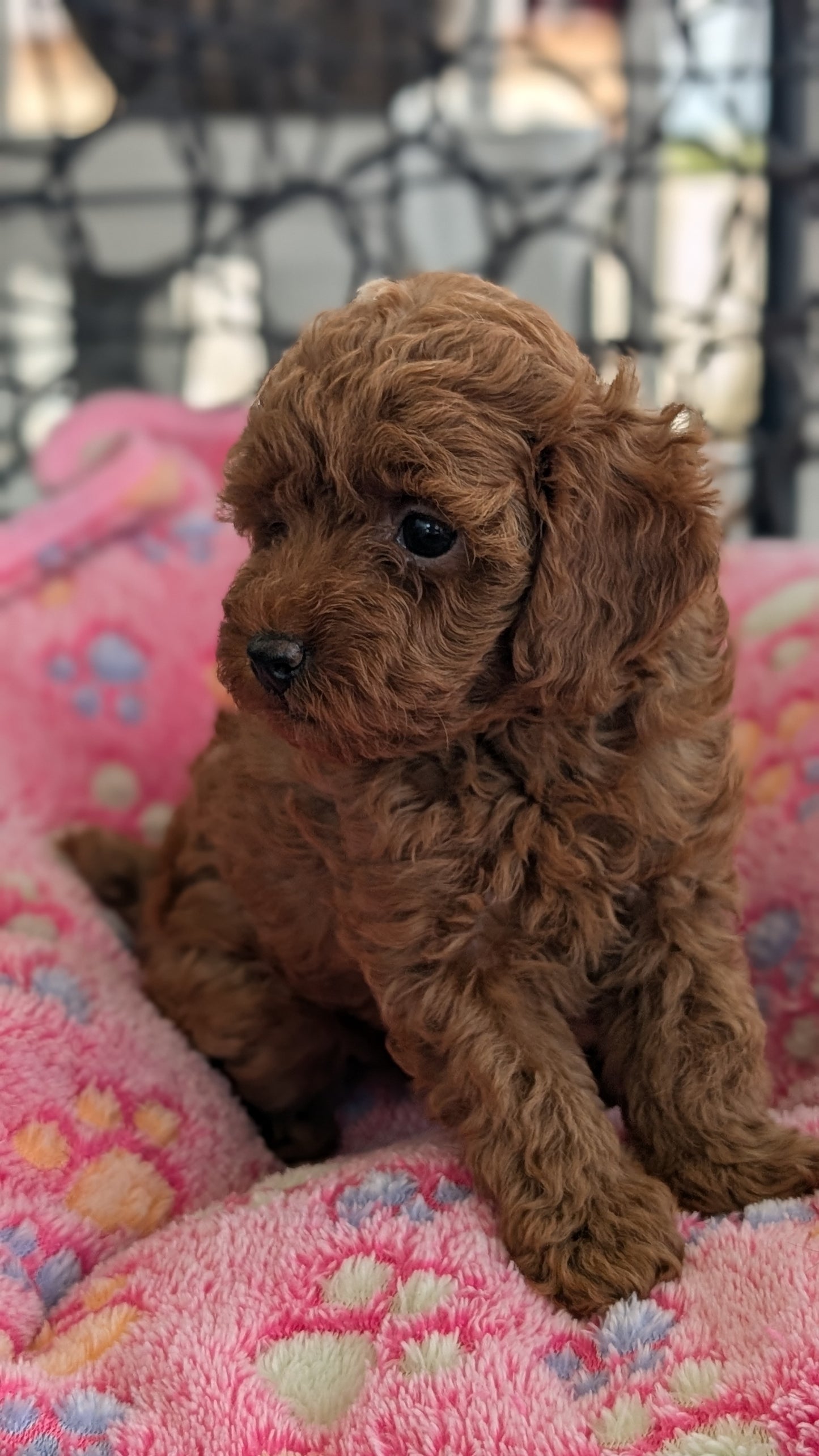 TOY POODLE (JUN 22) FEMALES