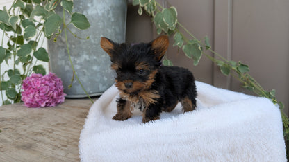 YORKSHIRE TERRIER (06/05) MALE