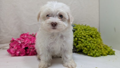 HAVANESE (09/13) FEMALE
