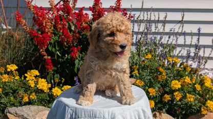 MINI GOLDENDOODLE (08/15) FEMALE