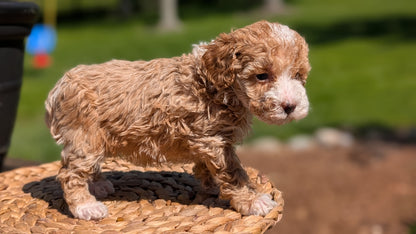 MINI POODLE (APR 03) FEMALES