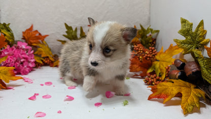 CORGI (09/17) FEMALE