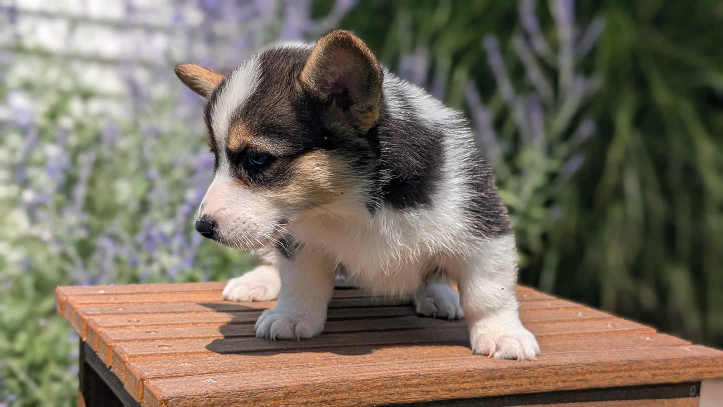 CORGI (JUN 08) FEMALES