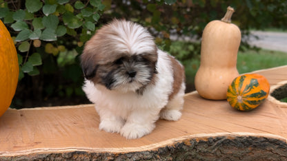 SHIH TZU (08/19) FEMALE