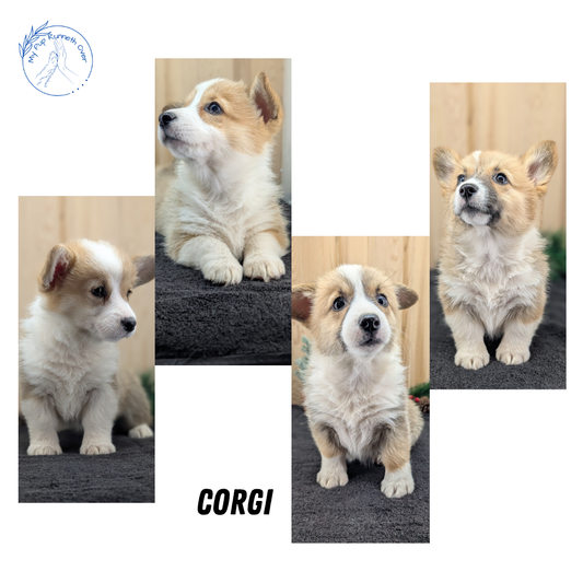 CORGI (09/17) FEMALE