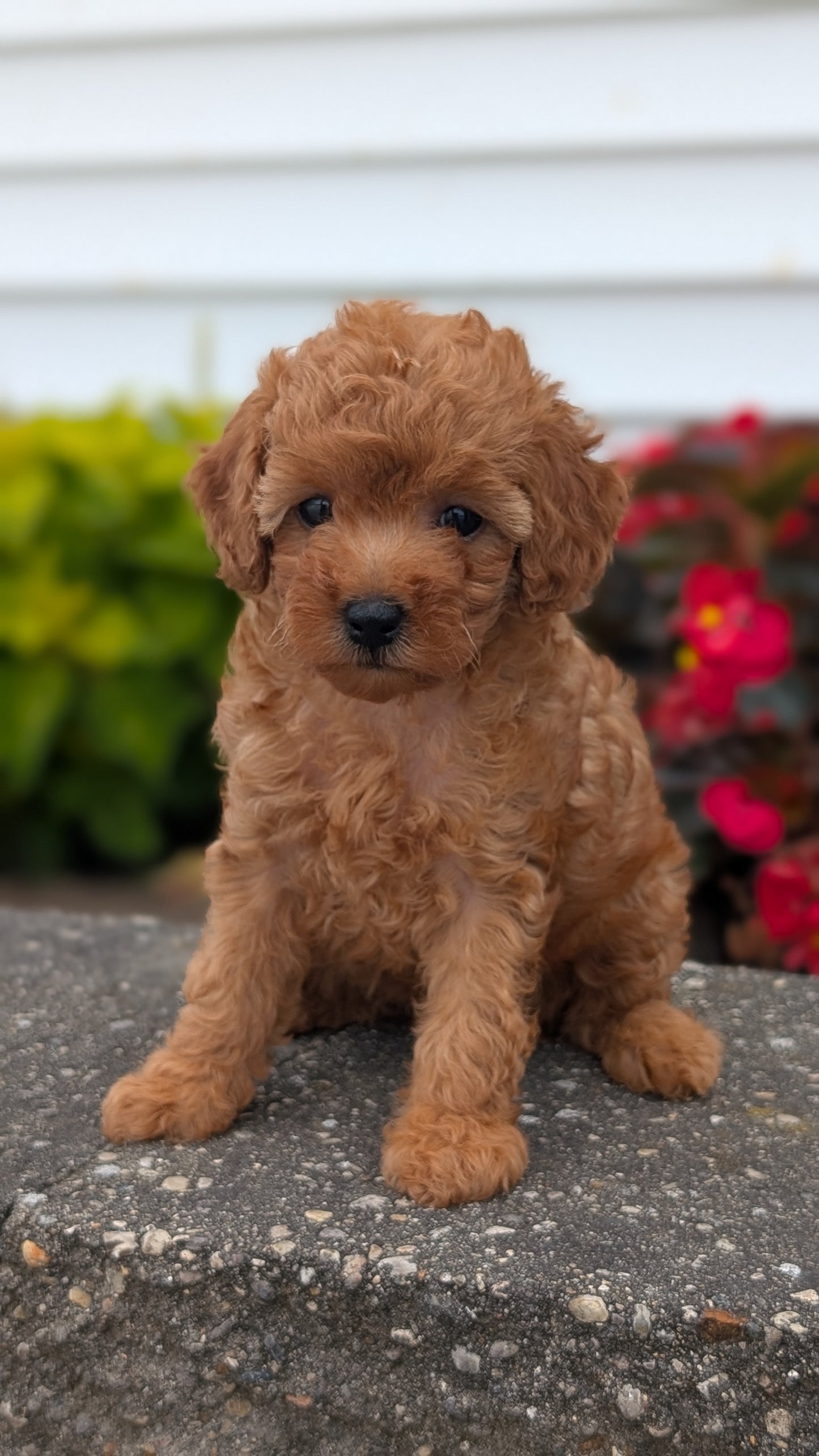 TOY POODLE (07/04) FEMALE