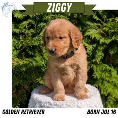 GOLDEN RETRIEVER (07/16) MALE