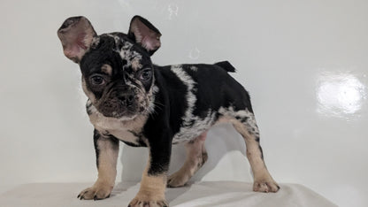 FRENCH BULLDOG (JAN 20) MALE