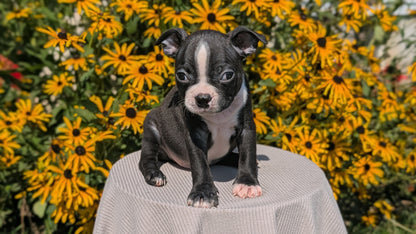 BOSTON TERRIER (JUL 11) 4 FEMALES/4 MALES