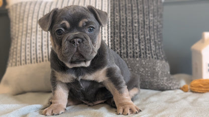 FRENCH BULLDOG (JAN 09) MALES