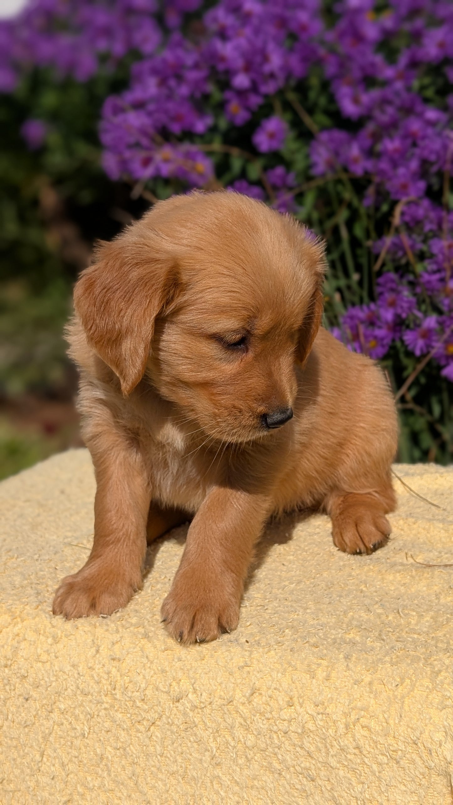 GOLDEN RETRIEVER (08/14) FEMALE