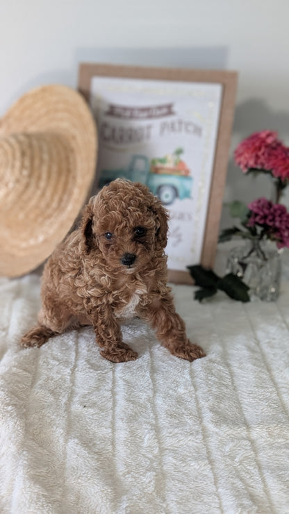 MINI POODLE (06/29) FEMALE