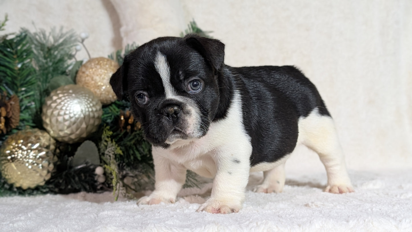 FRENCH BULLDOG (OCT 08) MALES