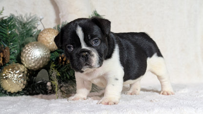 FRENCH BULLDOG (OCT 08) MALES
