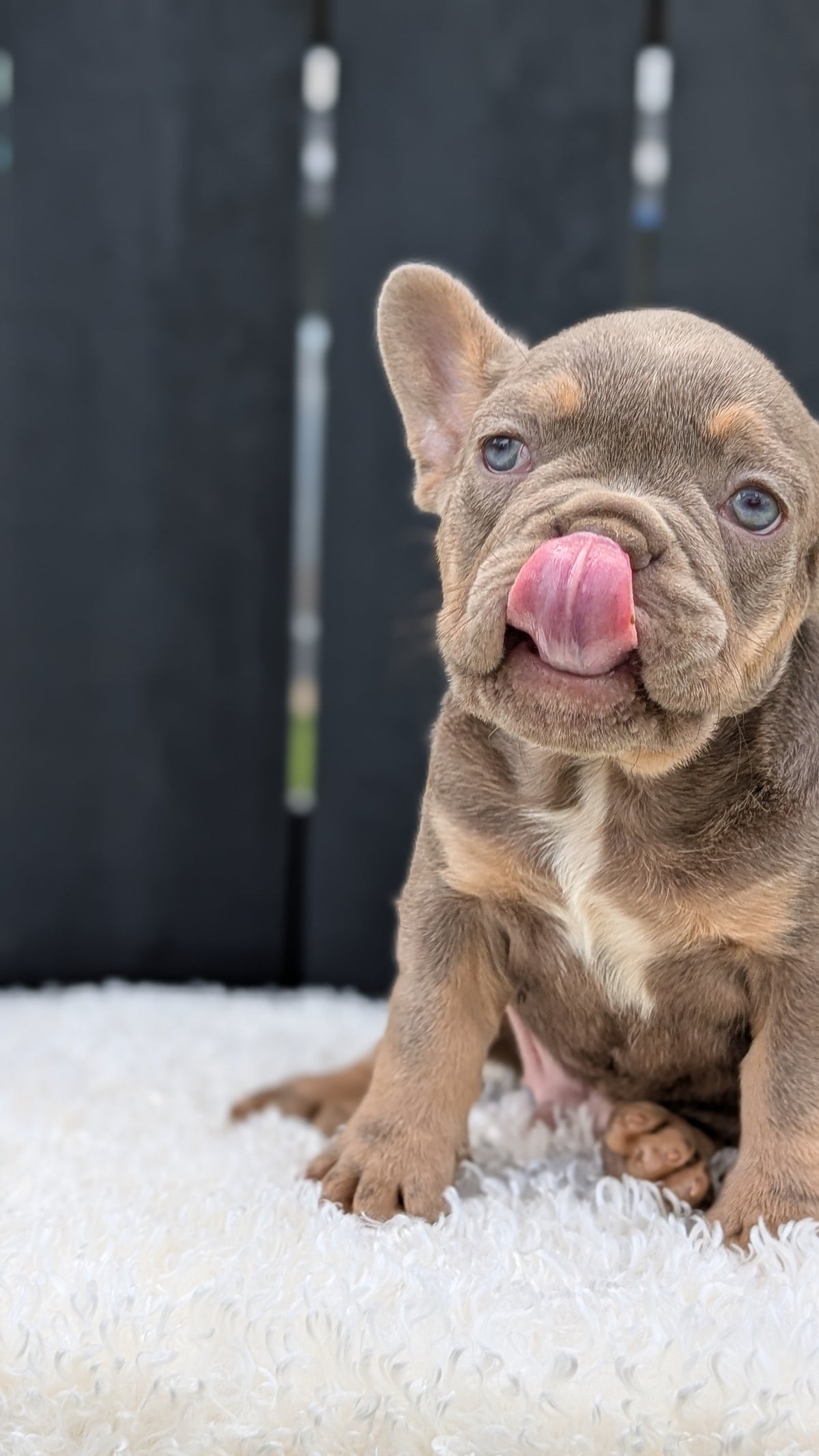 FRENCH BULLDOG (JUN 29) 3 MALES