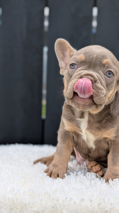 FRENCH BULLDOG (JUN 29) 3 MALES