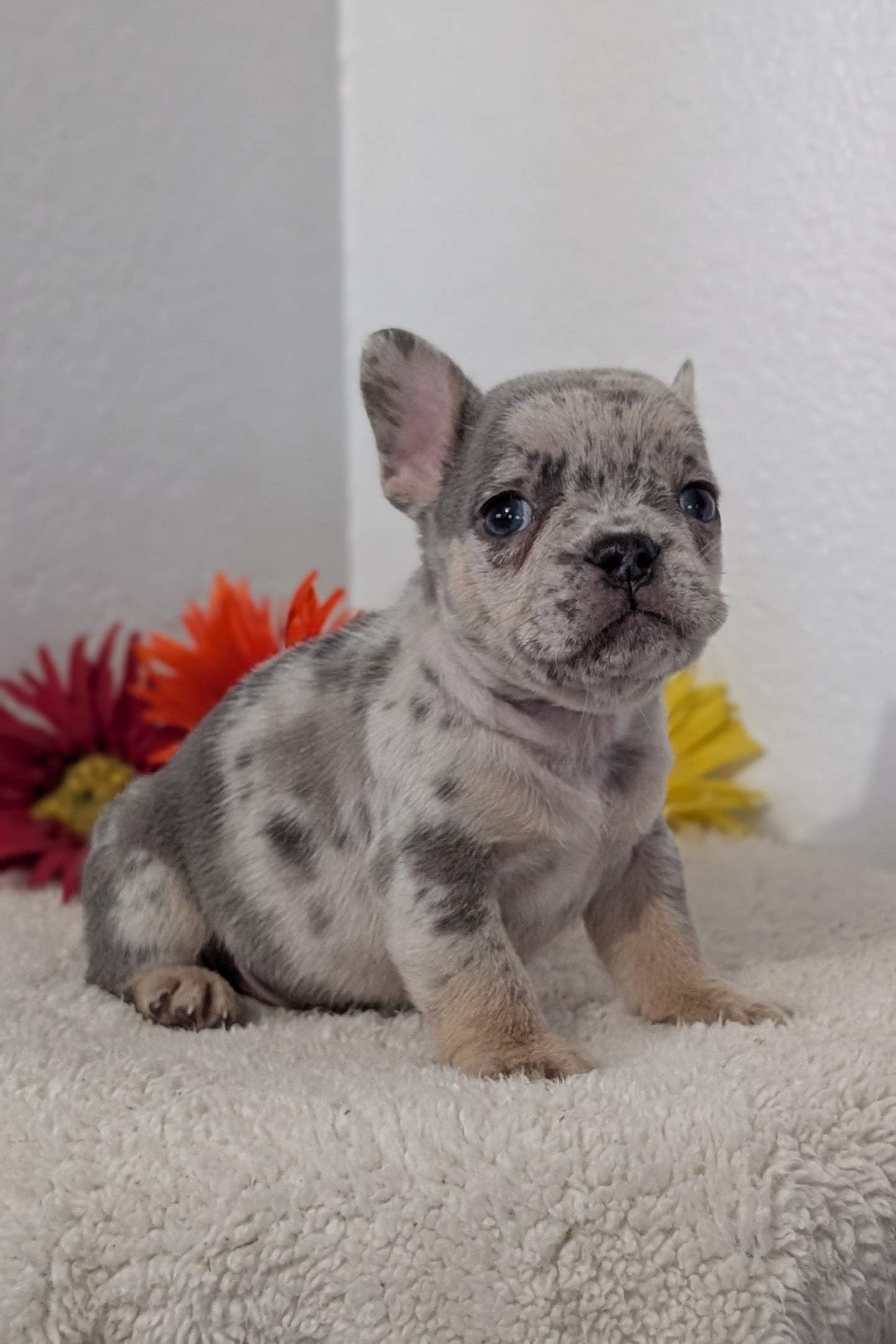 FRENCH BULLDOG (FEB 21) MALES