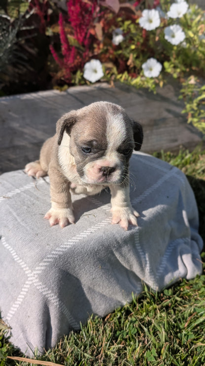 FRENCH BULLDOG (07/03) FEMALE