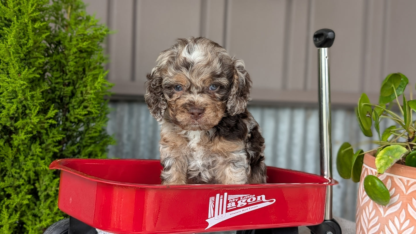 COCKAPOO (MAY 10) MALES