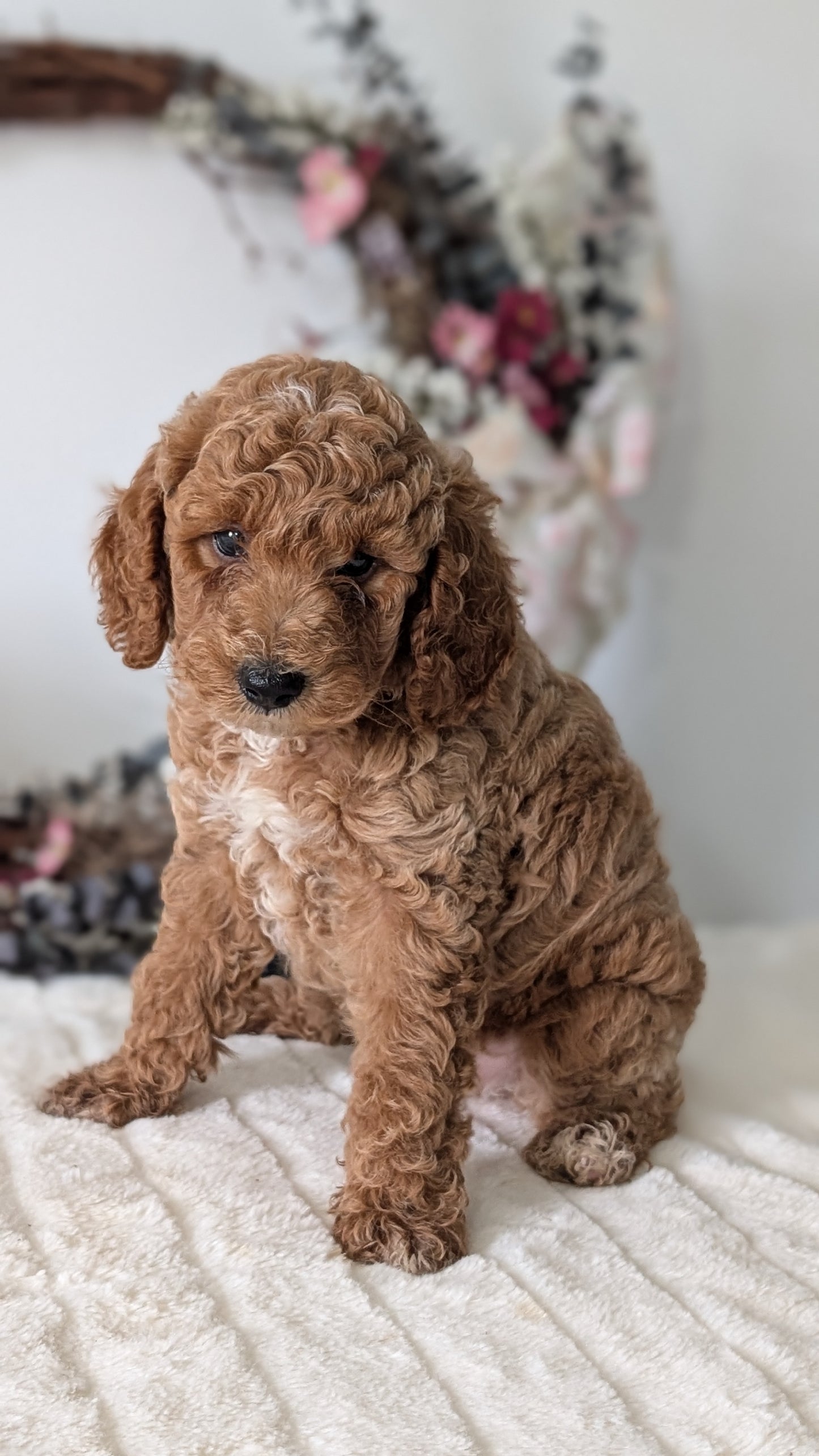 MINI POODLE (JUN 01) MALES