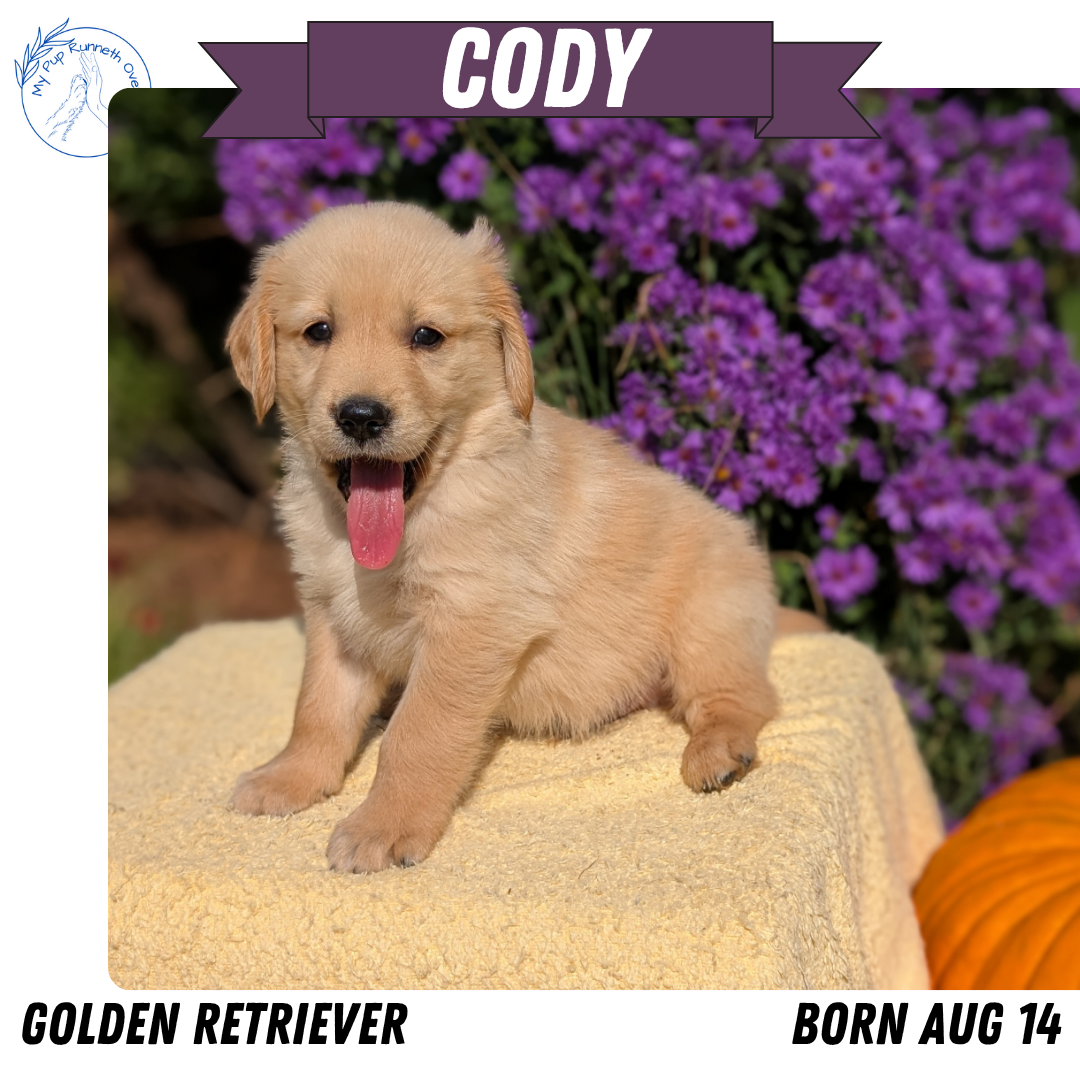 GOLDEN RETRIEVER (08/14) MALE