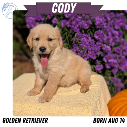 GOLDEN RETRIEVER (08/14) MALE