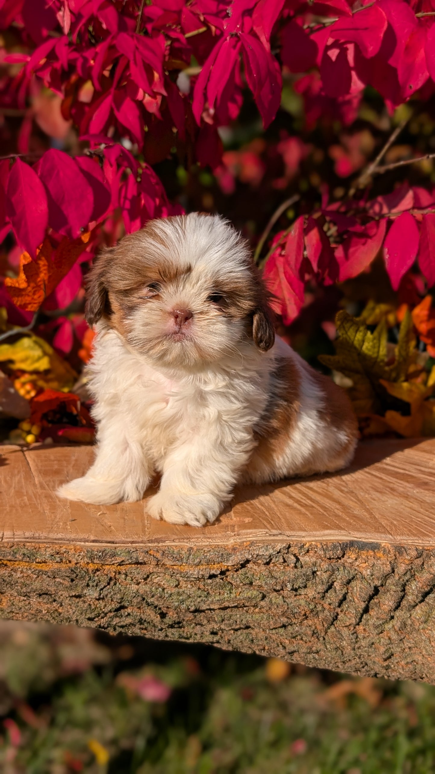 SHIH TZU (09/03) MALE
