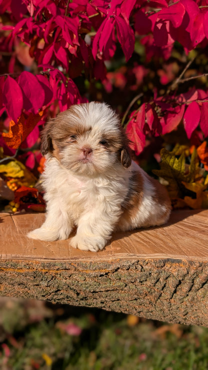 SHIH TZU (09/03) MALE