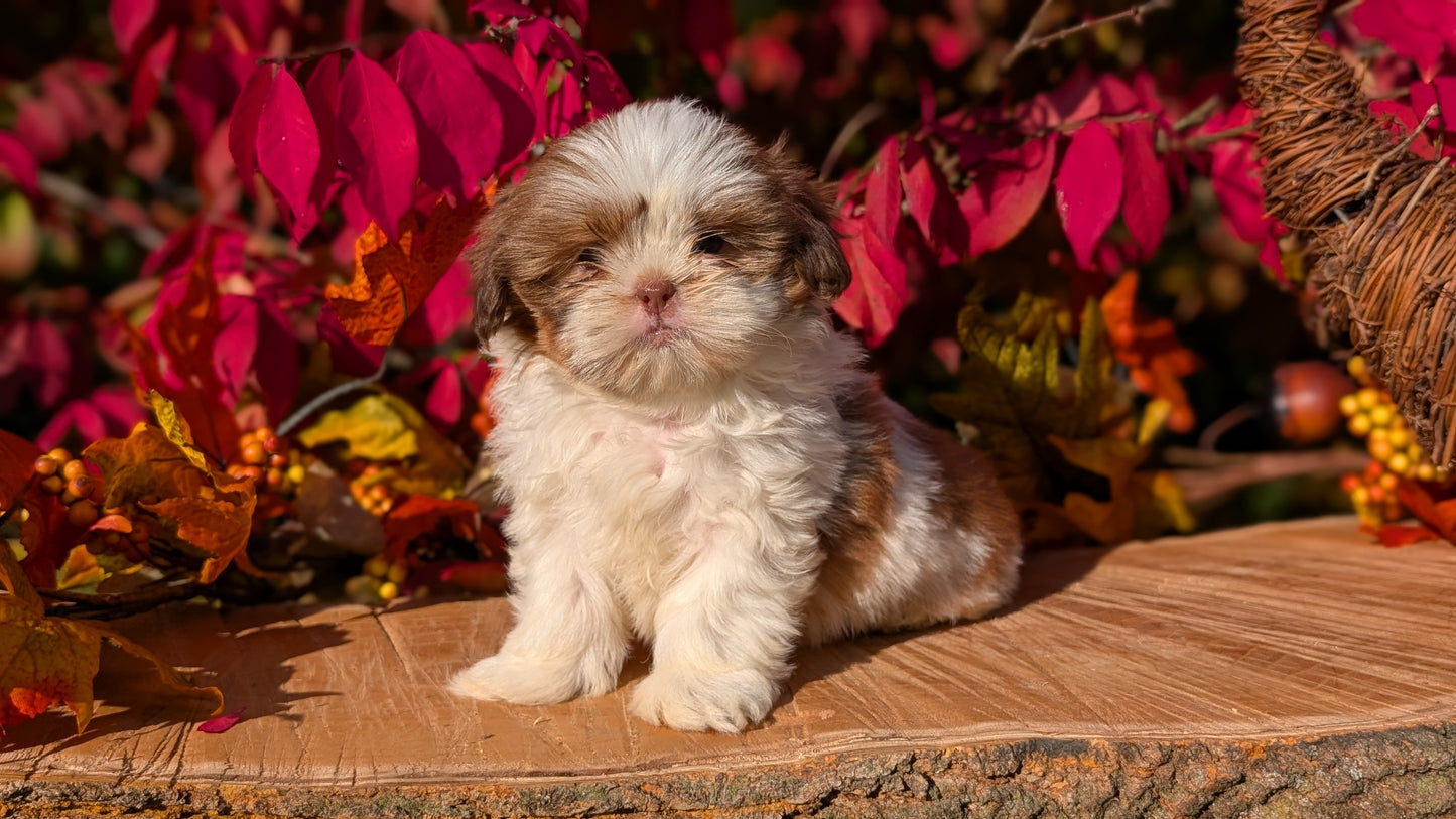 SHIH TZU (09/03) MALE