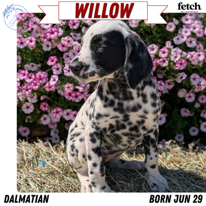 DALMATIAN (JUN 29) FEMALES