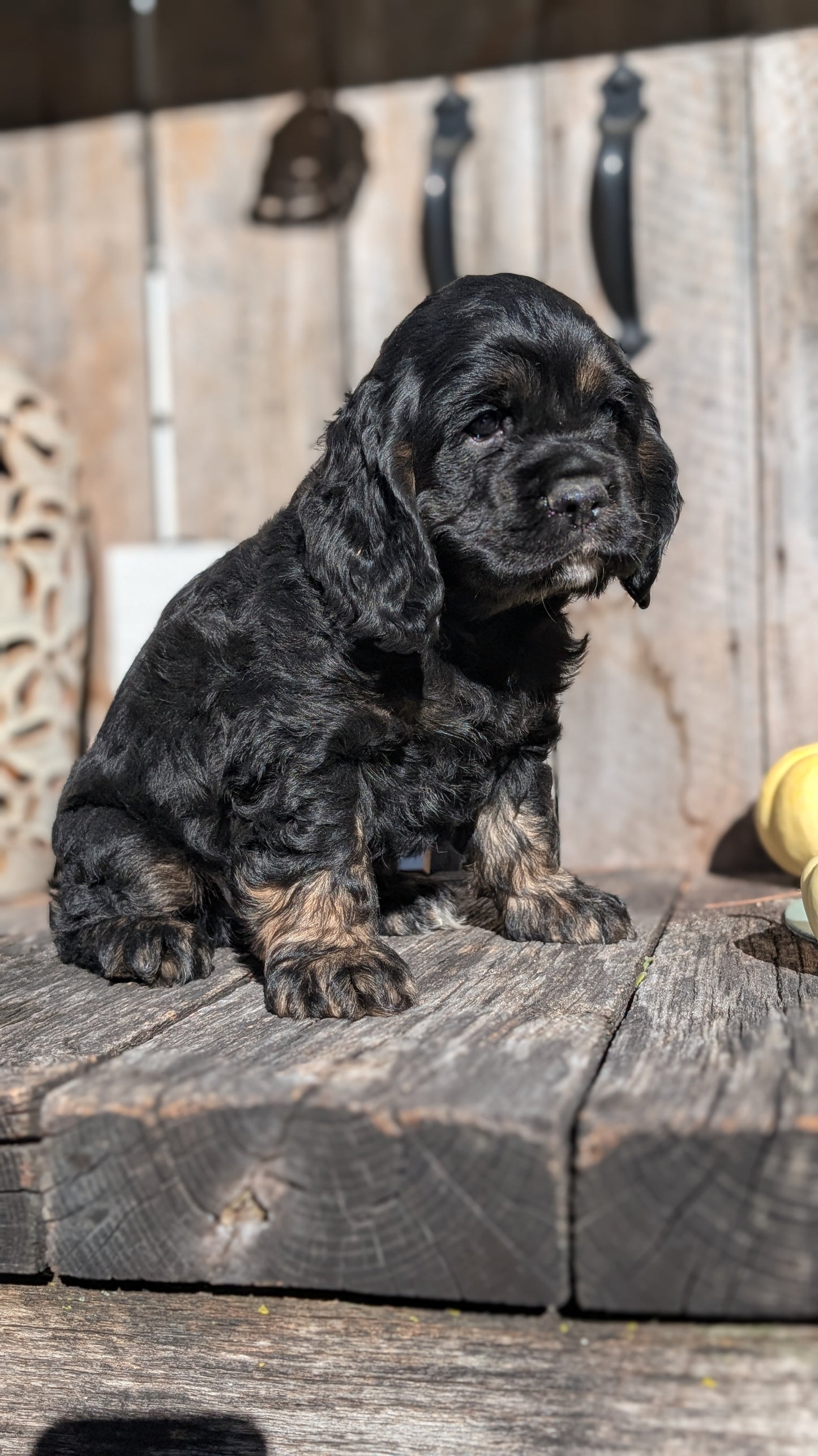 COCKER SPANIEL (09/19) MALE